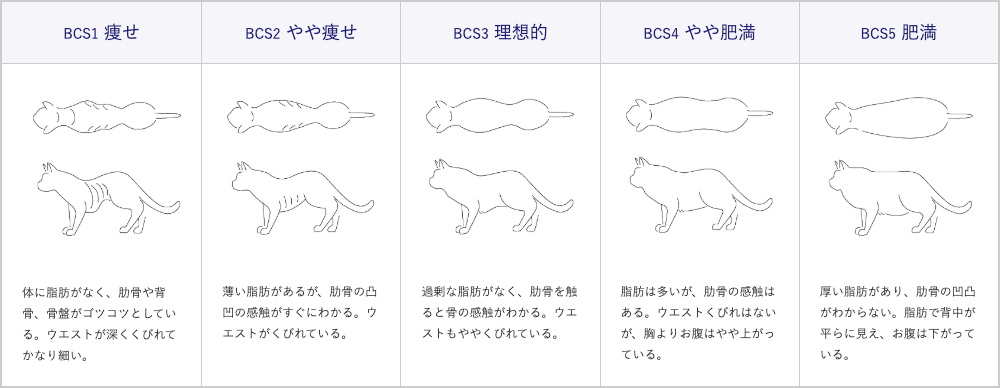 猫の肥満予防と対策 くすりんの豆知識 V ドラッグ