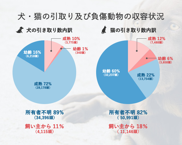 保健所 猫 引き取り 条件