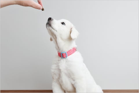 犬のトイレのしつけお悩み別アドバイス くすりんの豆知識 V ドラッグ