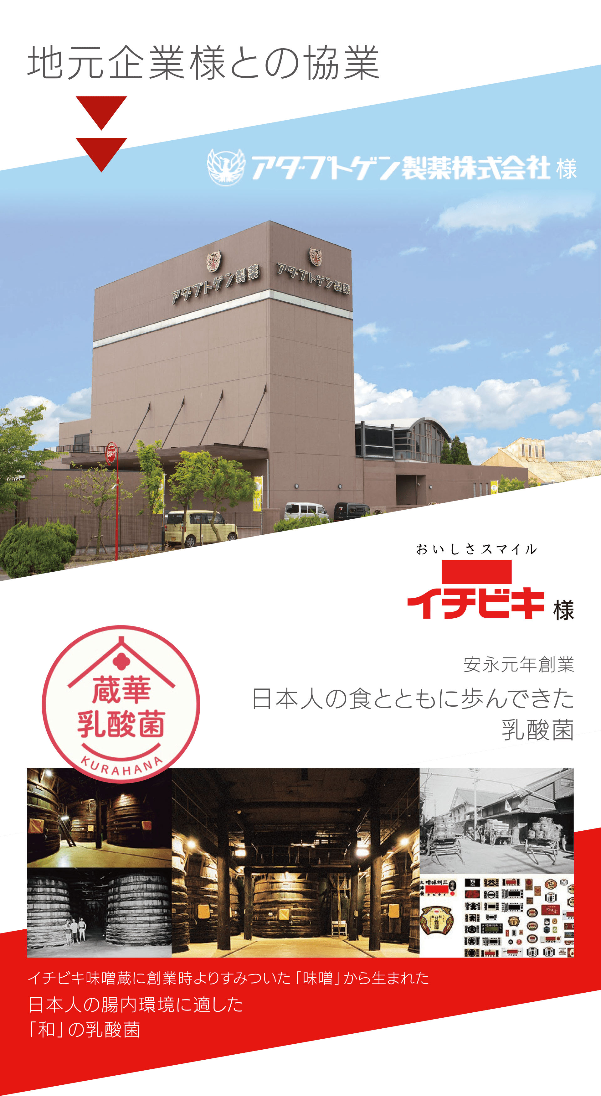 地元企業様との協業｜安永元年創業 イチビキ様｜日本人の色とともに歩んできた乳酸菌